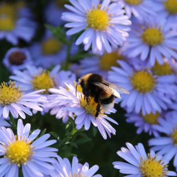 Schlafplatz ist im kleinsten Stängel - jetzt den Garten zum Winterquartier für Igel, Vögel und Insekten machen - (c) NABU