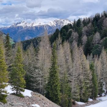 Urlaub auf dem Bauernhof, der Rote Hahn in Südtirol - Rund um das Oberhausgut im Ultental - (c) Detlef Düring