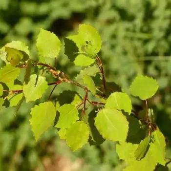 Die Zitterpappel, auch Espe oder Aspe - (c) Hans via Pixabay