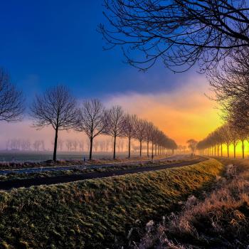Dieses Bild ist ein sehr schönes und positives Beispiel für gelebten Alleenschutz - (c) Dr. Lutz Schaffranietz