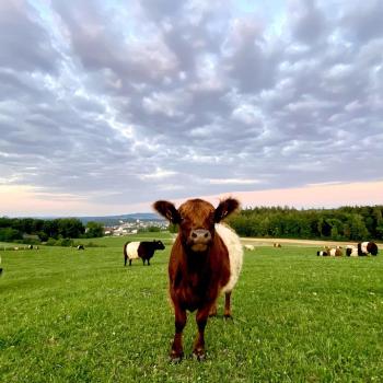 Warum ist nachhaltige Tierhaltung entscheidend? - (c) pixabay/xat-ch