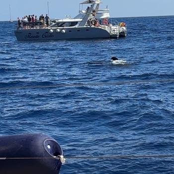 Teneriffa – Bizarre Vulkanlandschaften, Weltkulturerbe und Whale Watching, das ganze Jahr ein wunderbares Naturerlebnis - (c) Anke Sieker