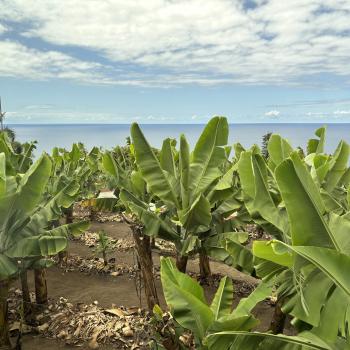 Teneriffa – Bizarre Vulkanlandschaften, Weltkulturerbe und Whale Watching, das ganze Jahr ein wunderbares Naturerlebnis - (c) Anke Sieker