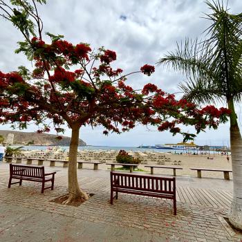 Teneriffa – Bizarre Vulkanlandschaften, Weltkulturerbe und Whale Watching, das ganze Jahr ein wunderbares Naturerlebnis - (c) Anke Sieker