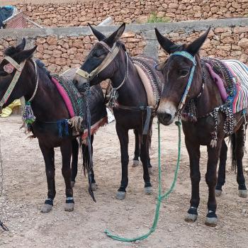 Die drei bracen Mulis tragen alles, was wir für das Trekking brauchen... - (c) Christine Kroll