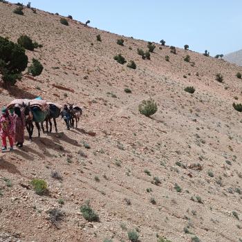 ... und tragen ihre Last sicher über die schmalen Weg - (c) Christine Kroll