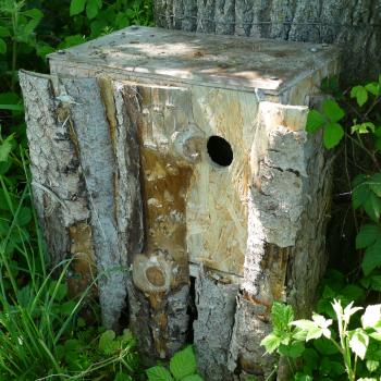 Punk-Revival: Wiedehopfe, hier eine Nisthilfe, können wieder in Bayern gesichtet werden - (c) LBV Josef Baumgartner