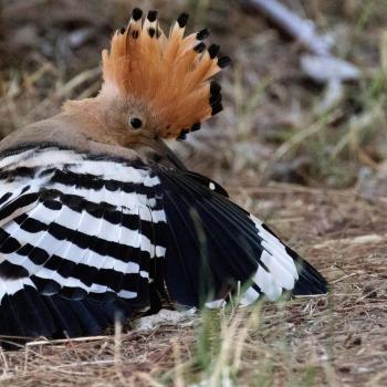 Punk-Revival: Wiedehopfe können wieder in Bayern gesichtet werden - (c) LBV Josef Baumgartner