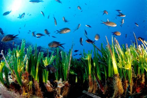 Die Posidonia sorgt für kristallklares Wasser und weiße Strände auf Formentera