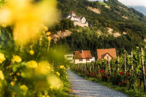 Wandern in den Weinbergen rund um das Schloss Vaduz in Liechtenstein - (c) Liechtenstein Marketing J. Konrad