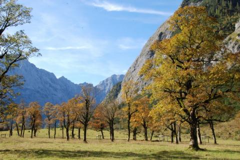 Die Engalm in der Silberregion Karwendel mit Ahornbäumen - (c) TVB Silberregion Karwendel