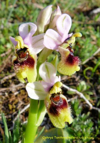 Mattinata, im apulischen Vorgebirge des Gargano, trägt den Beiname „Stadt der wild wachsenden Orchideen“ - (c) Jörg Bornmann