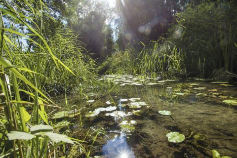 Grüner wandern im Schwäbischen Donautal – der flachste Premiumwanderweg weltweit führt durch den Donauwald