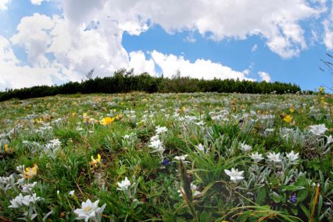 Das unter Naturschutz stehende Edelweiß prägt diese Blumenwiese in der Hochsteiermark - (c) Heinz Topercer