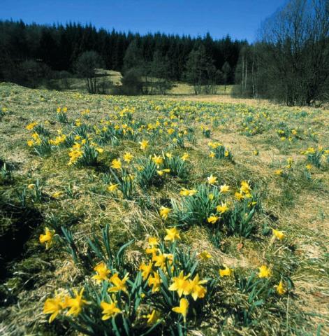 Eifel Naturpark Narzissenblüte bei Monschau Norzissen