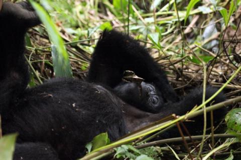Trekking zu den Berggorillas in Uganda 