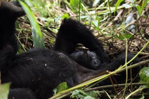 Trekking zu den Berggorillas in Uganda Trekking zu den Berggorillas in Uganda