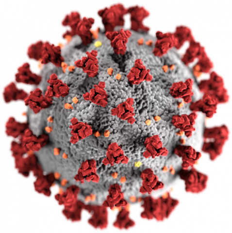 Illustration des SARS-CoV-2 Virus - (c) Wikipedia Illustration des SARS-CoV-2 Virus - (c) Wikipedia