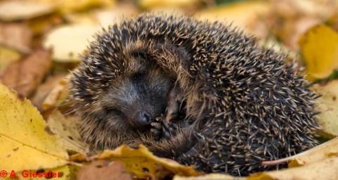 LBV Igel LBV Igel