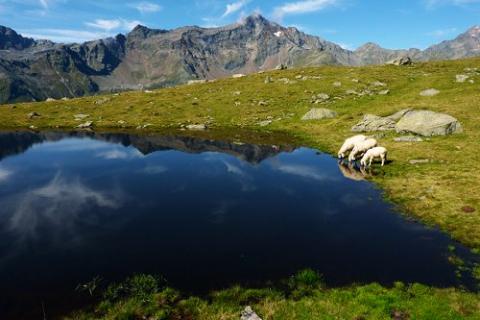 Osttirol - Schafe zählen im Schlaraffenland