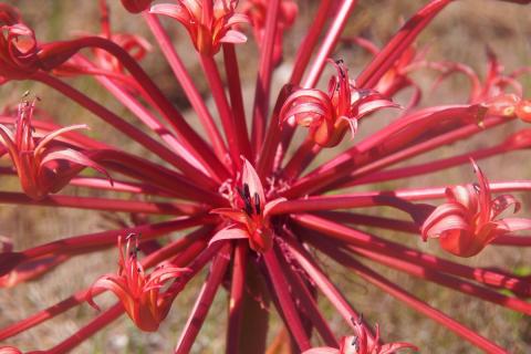 Wildblumen statt Wüste - die Blütenpracht Südafrikas - (c) Jörg Bornmann