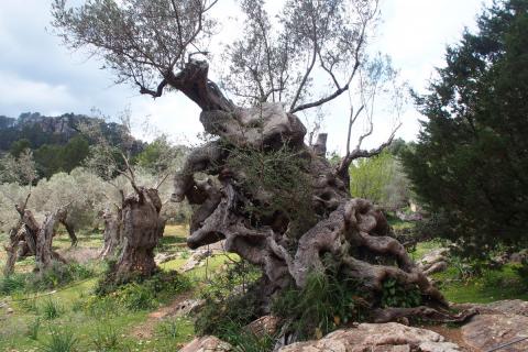 Wandern auf Mallorca - (c) Jörg Bornmann