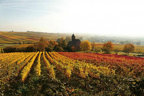 Herbst an der Südlichen Weinstraße: „Keschde“ , die Kastanie, in aller Munde - (c) Südliche Weinstraße Herbst an der Südlichen Weinstraße: „Keschde“ , die Kastanie, in aller Munde - (c) Südliche Weinstraße