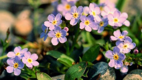 Das Bodensee-Vergissmeinnicht siedelt sich gerne in Quellbereichen an - (c) Andreas Hafen Das Bodensee-Vergissmeinnicht siedelt sich gerne in Quellbereichen an - (c) Andreas Hafen