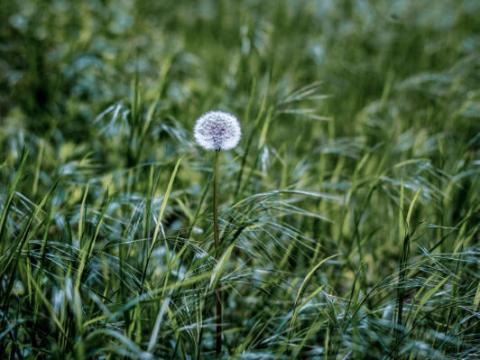 Der Deutsche Löwenzahn ist seltener als seine Artgenossen - (c) Heye Jensen