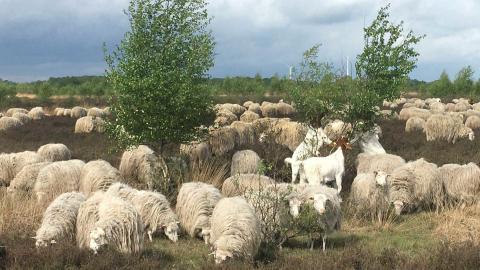 Ohne die wolligen Klima- und Naturschützer wäre der Schutz der wertvollen niedersächsischen Hochmoore kaum möglich - (c) BUND DHM