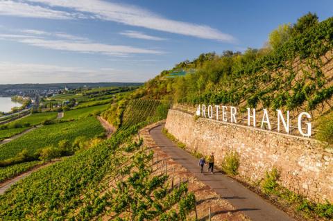 Eleganter Riesling vom Roten Hang - Der Rheinterrassenweg führt bei Nierstein über eine berühmte Weinlage - (c) Rheinland-Pfalz Tourismus GmbH