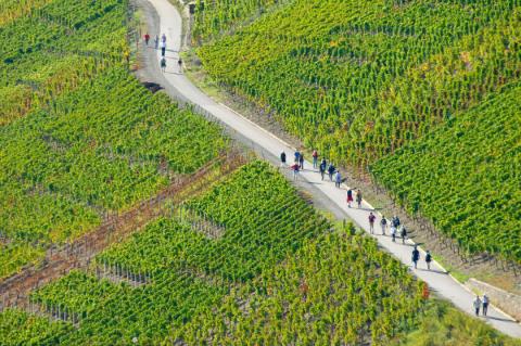 Rotweinwanderweg durch Schieferlagen - 50 Jahre Genusswandern auf der Sonnenseite des Ahrtals - (c) Rheinland-Pfalz Tourismus GmbH Rotweinwanderweg durch Schieferlagen - 50 Jahre Genusswandern auf der Sonnenseite des Ahrtals - (c) Rheinland-Pfalz Tourismus GmbH