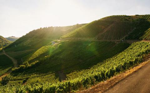 Wandern, wo die Weine wachsen - Besondere Böden, besondere Weine und besondere Landschaften in Rheinland-Pfalz - (c) Rheinland-Pfalz Tourismus GmbH Wandern, wo die Weine wachsen - Besondere Böden, besondere Weine und besondere Landschaften in Rheinland-Pfalz - (c) Rheinland-Pfalz Tourismus GmbH