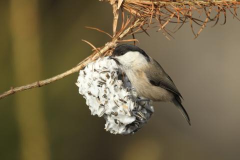 Vogelfutter selbst machen LBV gibt Tipps wie man die gefiederten Freunde im Garten jetzt unterstützen - (c) Dieter Hopf/LBV Bildarchiv Vogelfutter selbst machen LBV gibt Tipps wie man die gefiederten Freunde im Garten jetzt unterstützen - (c) Dieter Hopf/LBV Bildarchiv