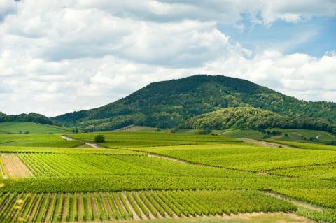 Weit kann der Blick schweifen über das Rebenmeer: Die liebliche Landschaft um die Kleine Kalmit am Ostrand des Pfälzerwaldes ist Heimat köstlicher Pfälzer Weine - (c) Rheinland-Pfalz Tourismus GmbH