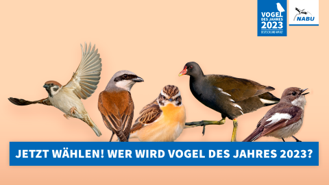 Den Vogel des Jahres 2023 noch bis zum 27. Oktober wählen - (c) NABU