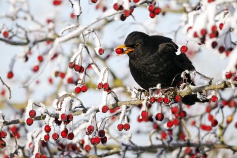 Wie vorab von den Ornithologen bereits vermutet, fielen die Sichtungen magerer aus als in den Jahren davor - (c) NABU