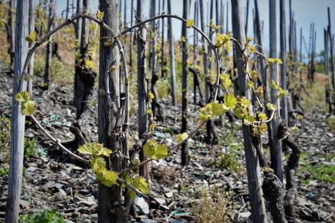 Der steilste Weinberg im Anbaugebiet Mosel hat eine unvorstellbare Hangneigung von bis zu 68 Grad - (c) GabiVögele