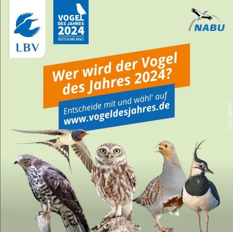Wer wird Vogel des Jahres 2024? Kiebitz, Rebhuhn, Rauchschwalbe, Steinkauz und Wespenbussard bemühen sich ab 1. September um den Titel - (c) LBV Wer wird Vogel des Jahres 2024? Kiebitz, Rebhuhn, Rauchschwalbe, Steinkauz und Wespenbussard bemühen sich ab 1. September um den Titel - (c) LBV
