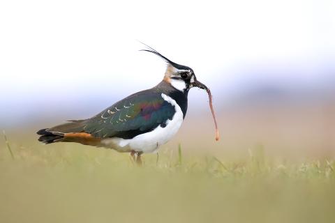 Der Kiebitz (Vanellus vanellus) ist der Vogel des Jahres 2024 - (c) LBV Bildarchiv Der Kiebitz (Vanellus vanellus) ist der Vogel des Jahres 2024 - (c) LBV Bildarchiv