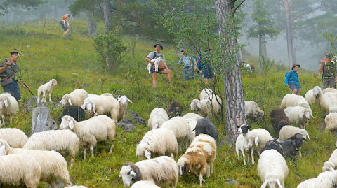 Beim Almabtrieb müssen die Helfer den Schafen den Weg weisen - Schafstage - Ein Film über die Bergschafe im Karwendel - (c) Konzept+Dialog.Medien