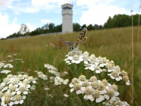 Ein Feuerfalter auf Schafgarbe mit Grenzturm im Hintergrund – (c) Helmut Schlumprecht