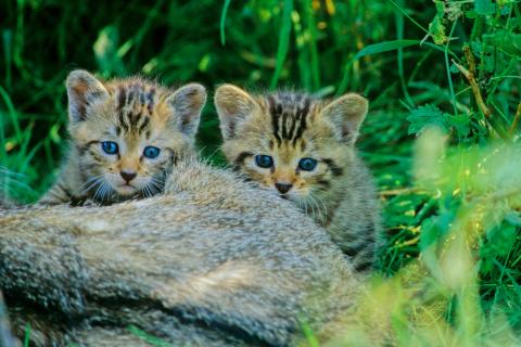 Im Frühjahr streifen Jungtiere der Europäischen Wildkatze durch Wälder - (c) BUND/Thomas Stephan Im Frühjahr streifen Jungtiere der Europäischen Wildkatze durch Wälder - (c) BUND/Thomas Stephan