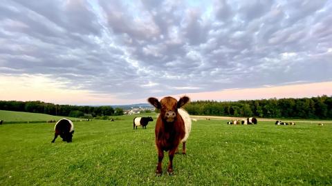 Warum ist nachhaltige Tierhaltung entscheidend? - (c) pixabay/xat-ch