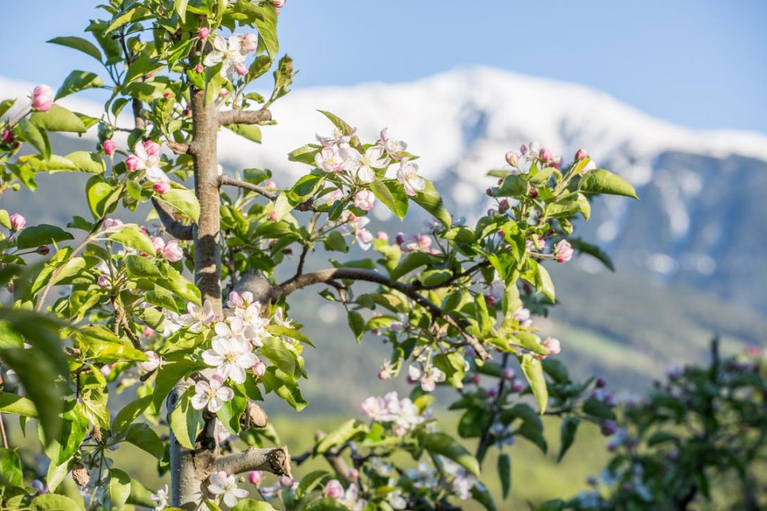 Apfelblüte in Südtirol | Wanderfreak